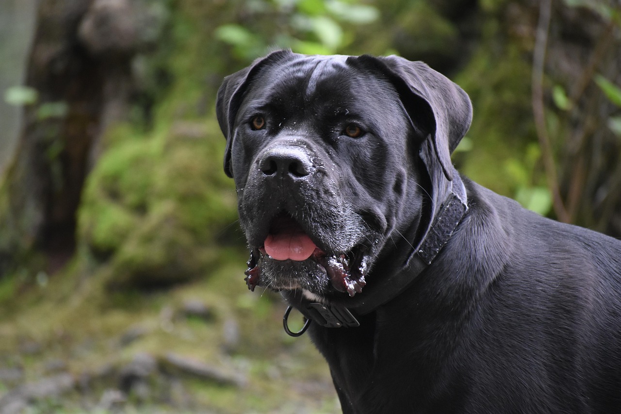 cane corso puppies