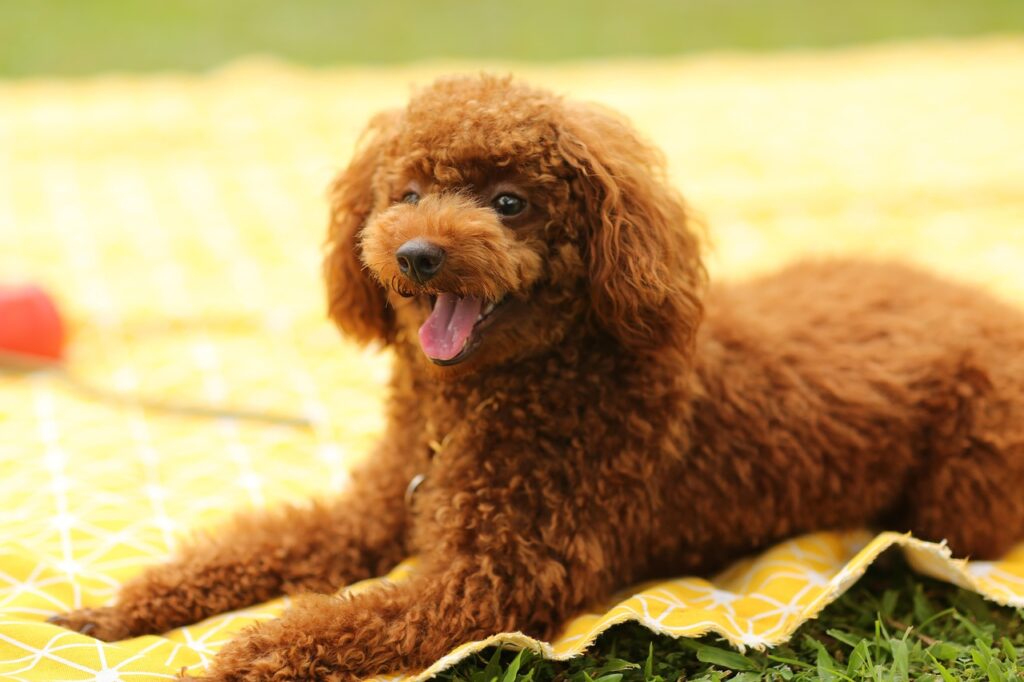 Hypoallergenic Dog Breeds 