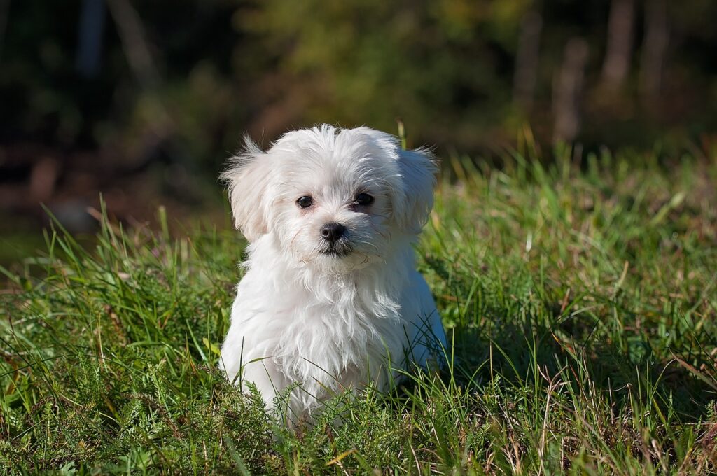 Hypoallergenic Dog Breeds 