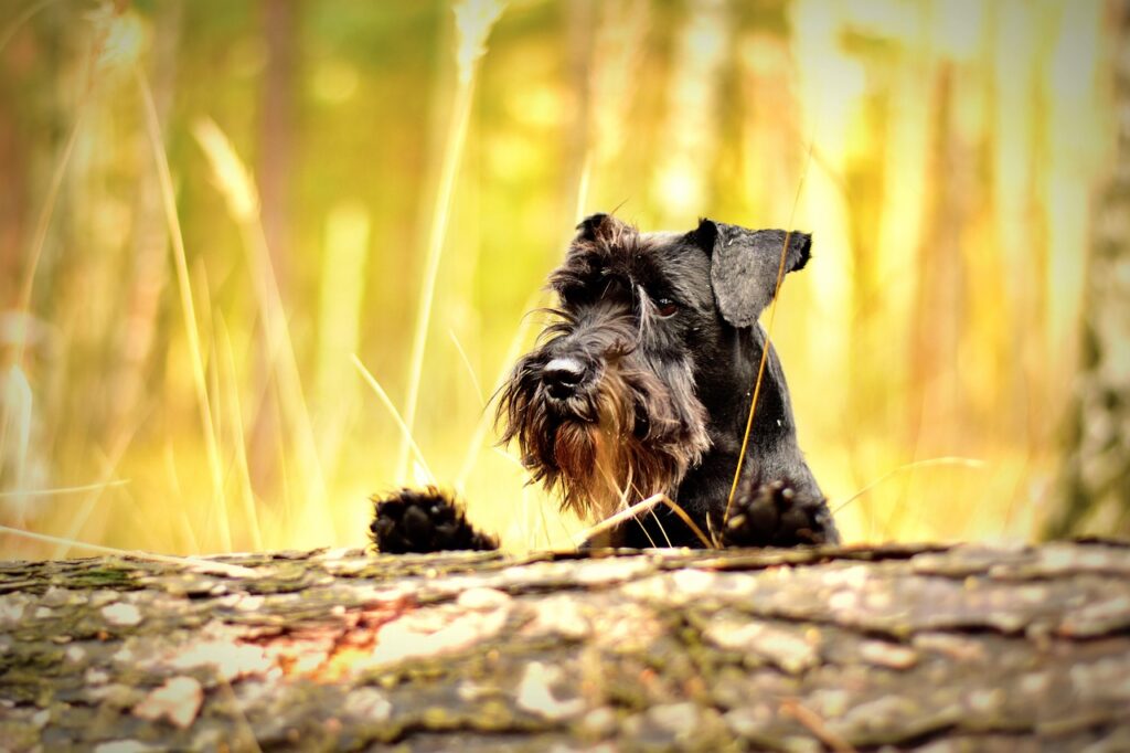 Hypoallergenic Dog Breeds 