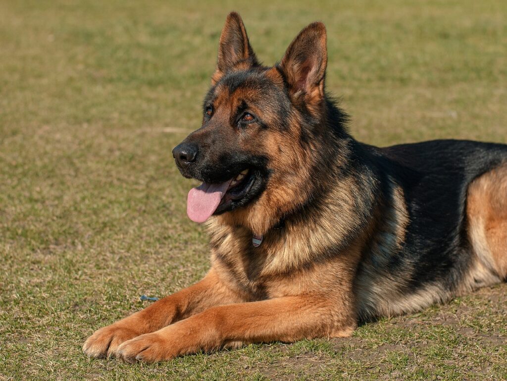 Top 10 Most Popular Dog Breeds List in the USA 6 Top 10 Dog Breeds in the USA