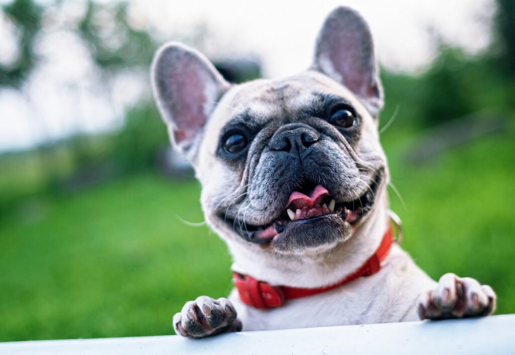 Top 10 Most Popular Dog Breeds List in the USA 4 Dog Breeds List