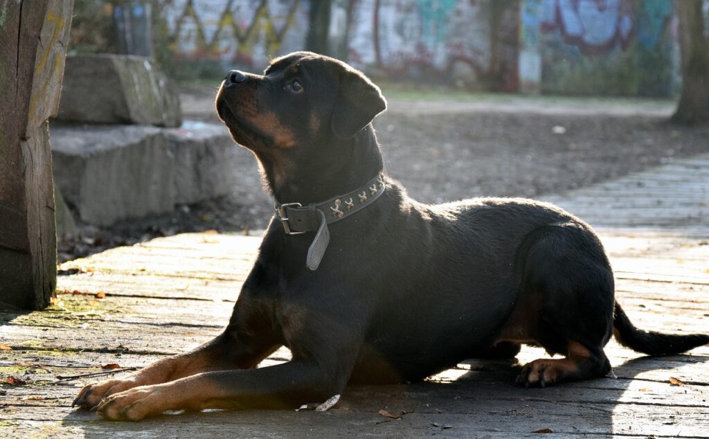 Top 10 Most Popular Dog Breeds List in the USA 10 Top 10 Dog Breeds in the USA
